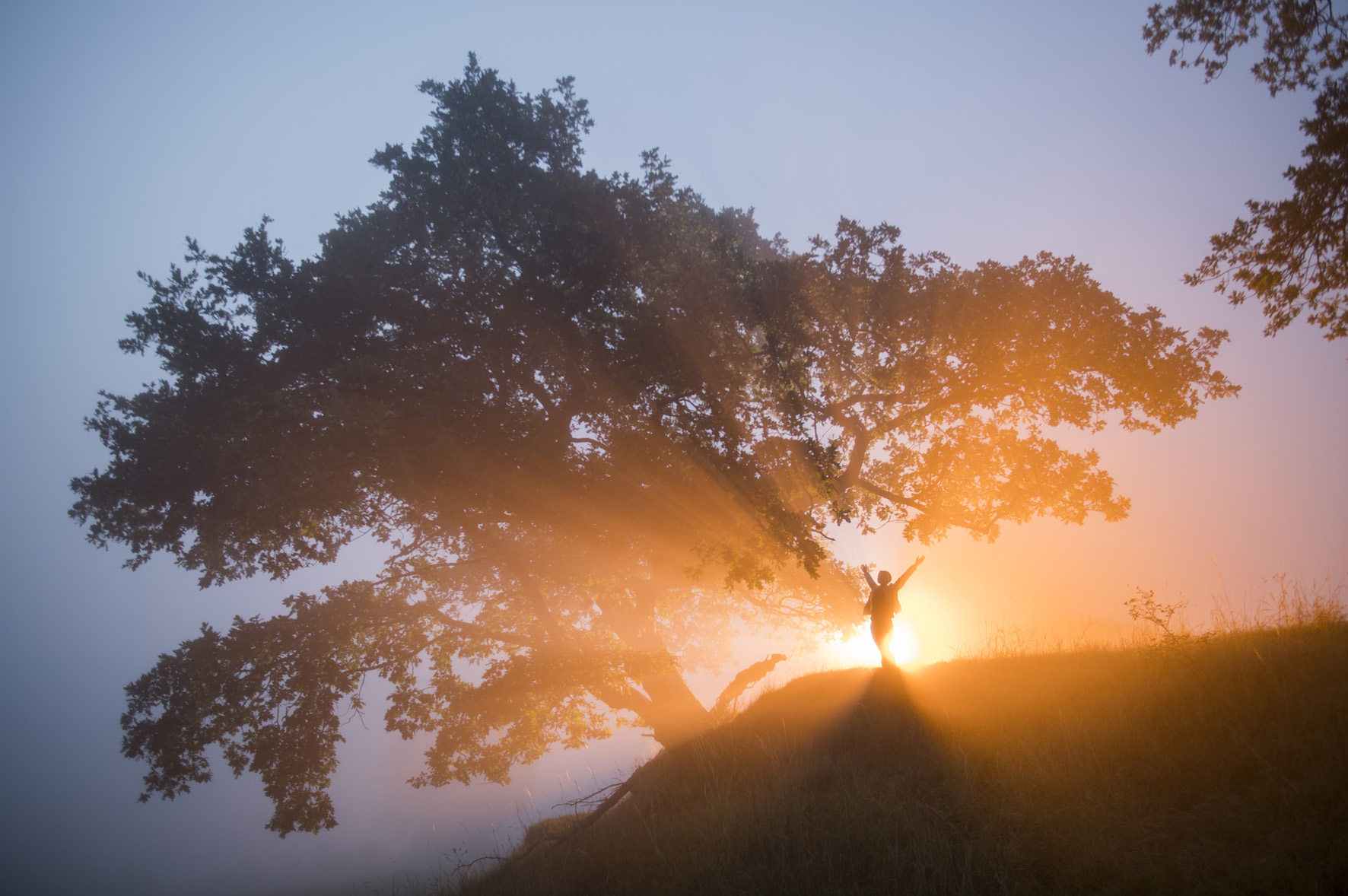 Ein Baum und ein Mensch mit Sonnenaufgang dahinter