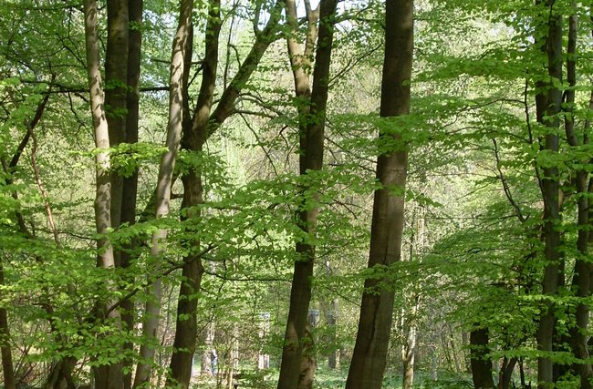 Religion(en) + Theologie | Gebäude + Architektur | Landschaften, Tiere + Pflanzen