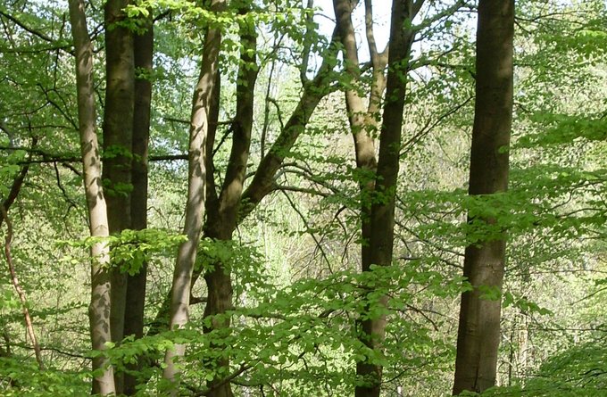 Religion(en) + Theologie | Gebäude + Architektur | Landschaften, Tiere + Pflanzen