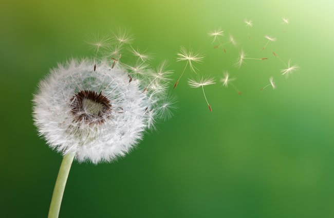 Religion(en) + Theologie | Kultur + Gestalten | Landschaften, Tiere + Pflanzen