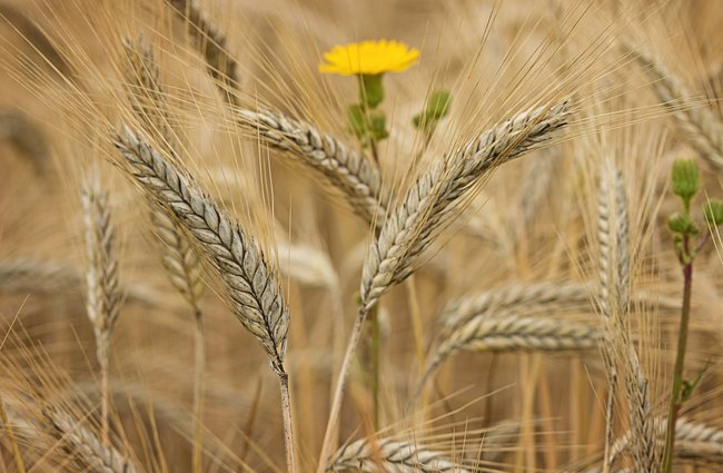 Religion(en) + Theologie | Landschaften, Tiere + Pflanzen