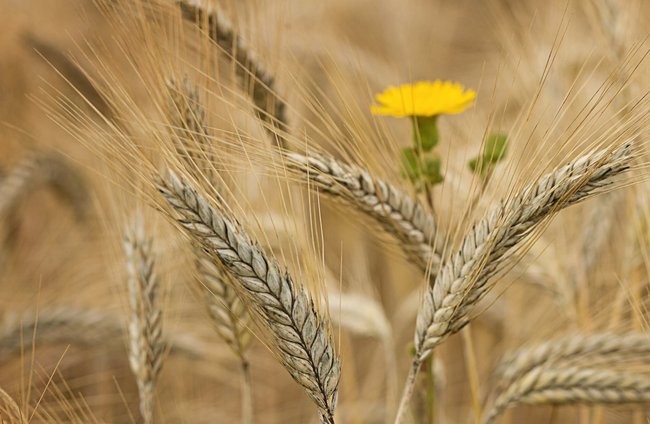 Religion(en) + Theologie | Landschaften, Tiere + Pflanzen