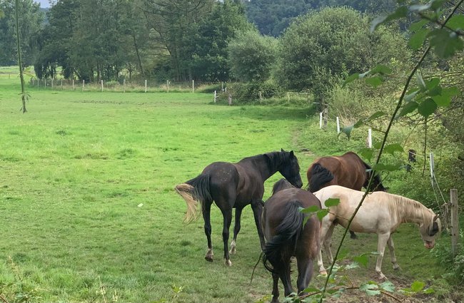 Reisen + Pilgern | Landschaften, Tiere + Pflanzen