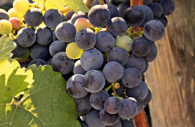 Religion(en) + Theologie | Landschaften, Tiere + Pflanzen