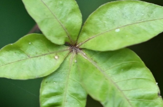 Pädagogik + Erziehung | Kultur + Gestalten | Landschaften, Tiere + Pflanzen