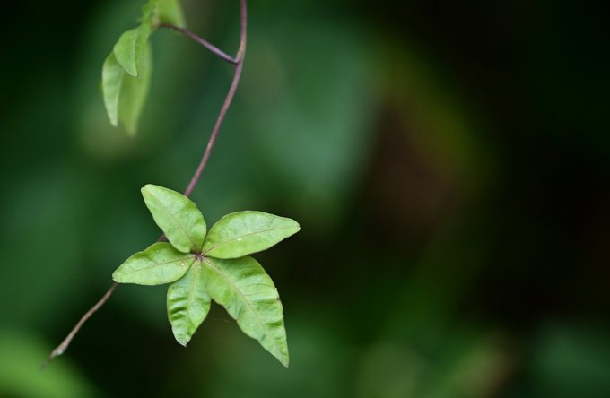 Pädagogik + Erziehung | Kultur + Gestalten | Landschaften, Tiere + Pflanzen