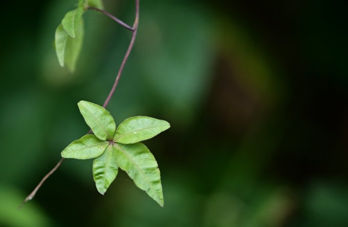 Pädagogik + Erziehung | Kultur + Gestalten | Landschaften, Tiere + Pflanzen