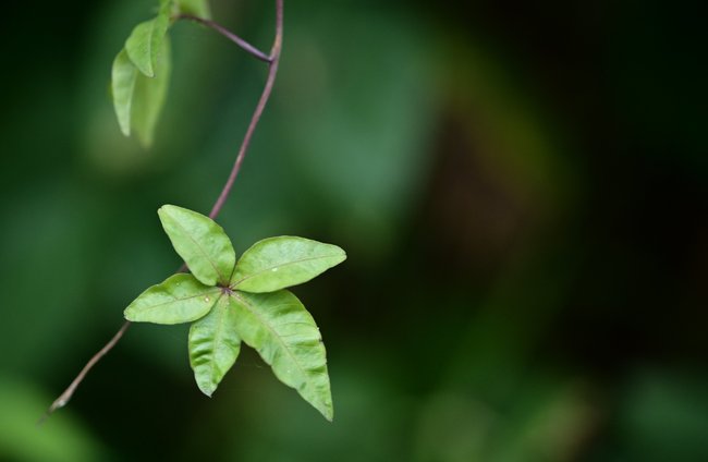 Pädagogik + Erziehung | Kultur + Gestalten | Landschaften, Tiere + Pflanzen