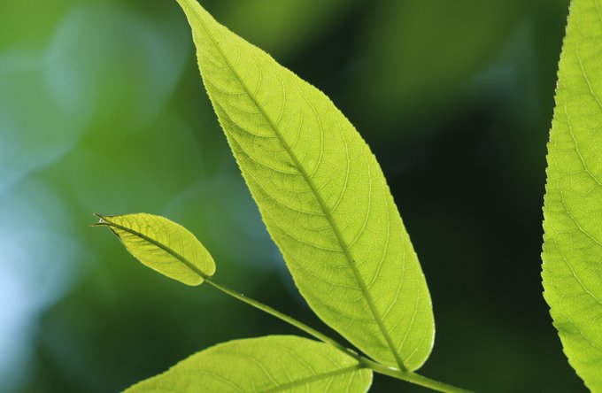 Umwelt + Entwicklung | Landschaften, Tiere + Pflanzen