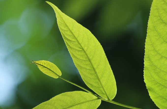 Umwelt + Entwicklung | Landschaften, Tiere + Pflanzen