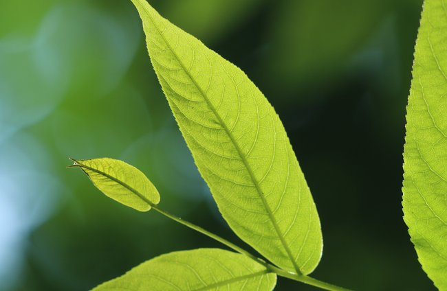 Umwelt + Entwicklung | Landschaften, Tiere + Pflanzen