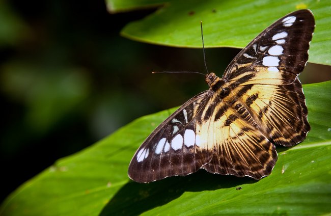 Gesundheit | Soziale + Religiöse Themen | Landschaften, Tiere + Pflanzen