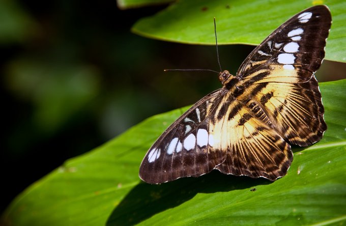 Religion(en) + Theologie | Landschaften, Tiere + Pflanzen