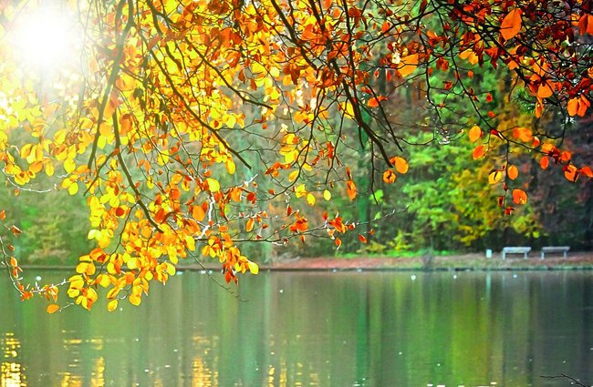 Gesundheit | Landschaften, Tiere + Pflanzen