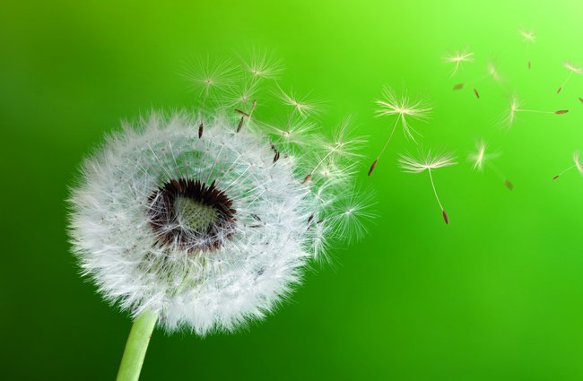 Gesundheit | Landschaften, Tiere + Pflanzen