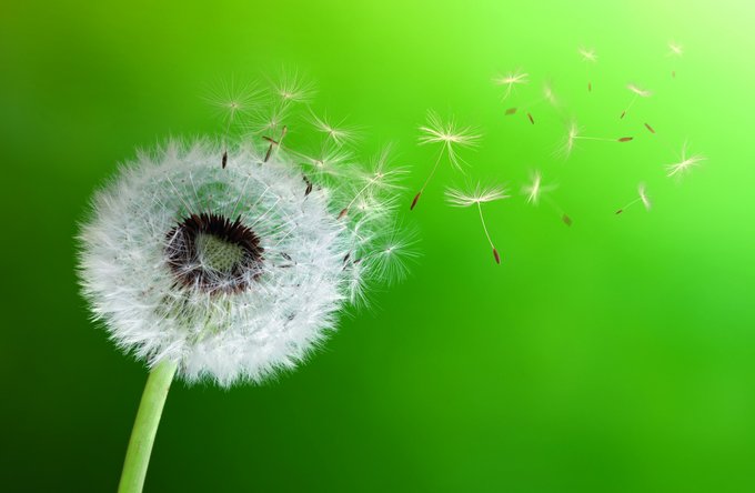 Gesundheit | Landschaften, Tiere + Pflanzen