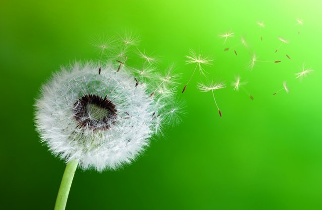 Gesundheit | Landschaften, Tiere + Pflanzen